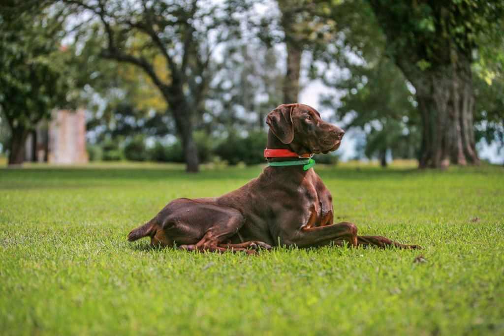 The Best Dogs for partridge Hunting