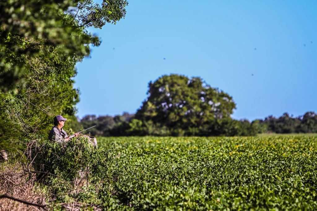 Natural blinds Dove hunting