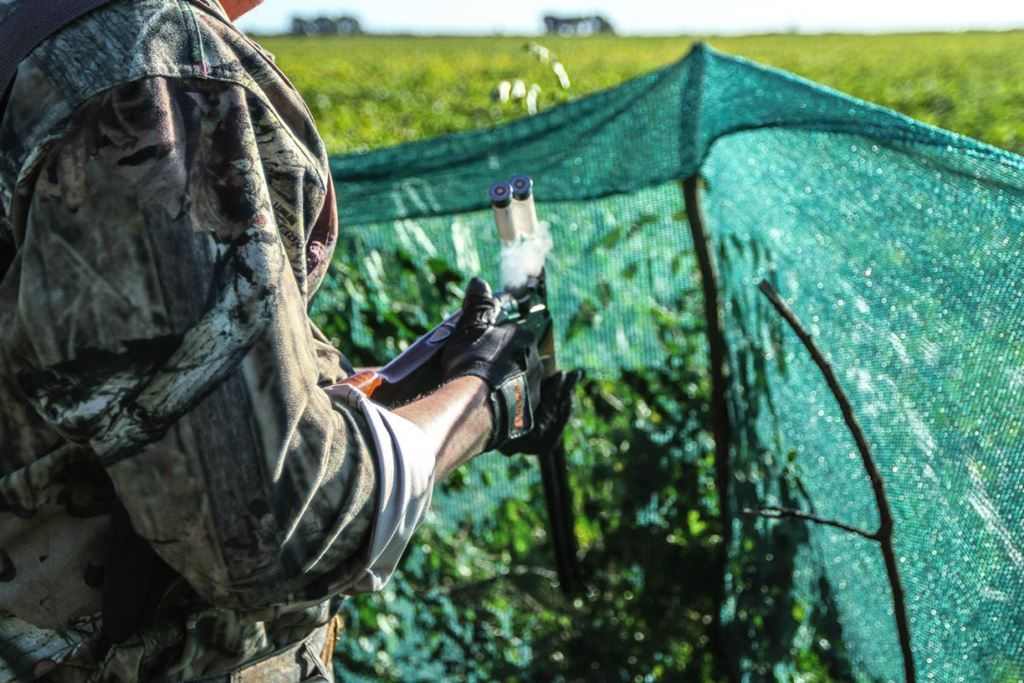 Dove hunting