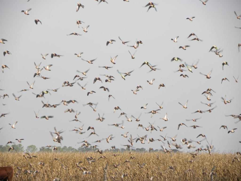 Wing Shooting