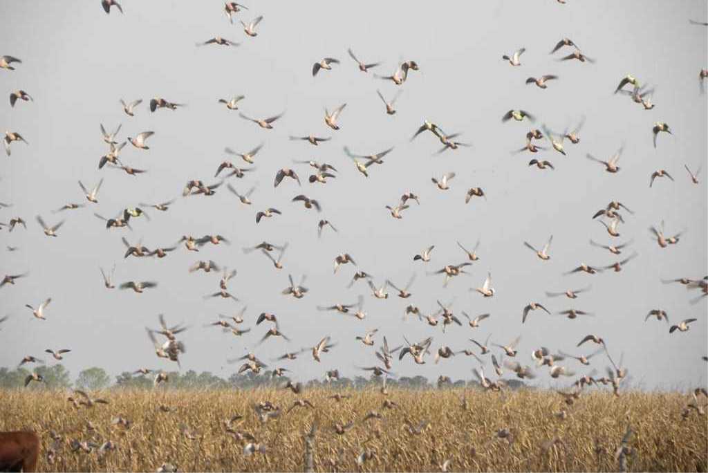 High Volume Dove Shooting