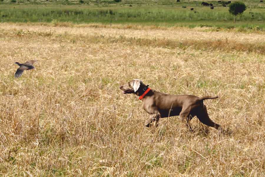 Hunting dog