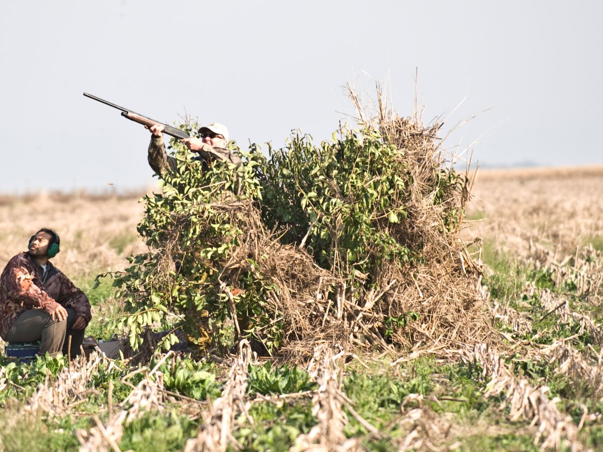 Dove hunting - wingshooting 