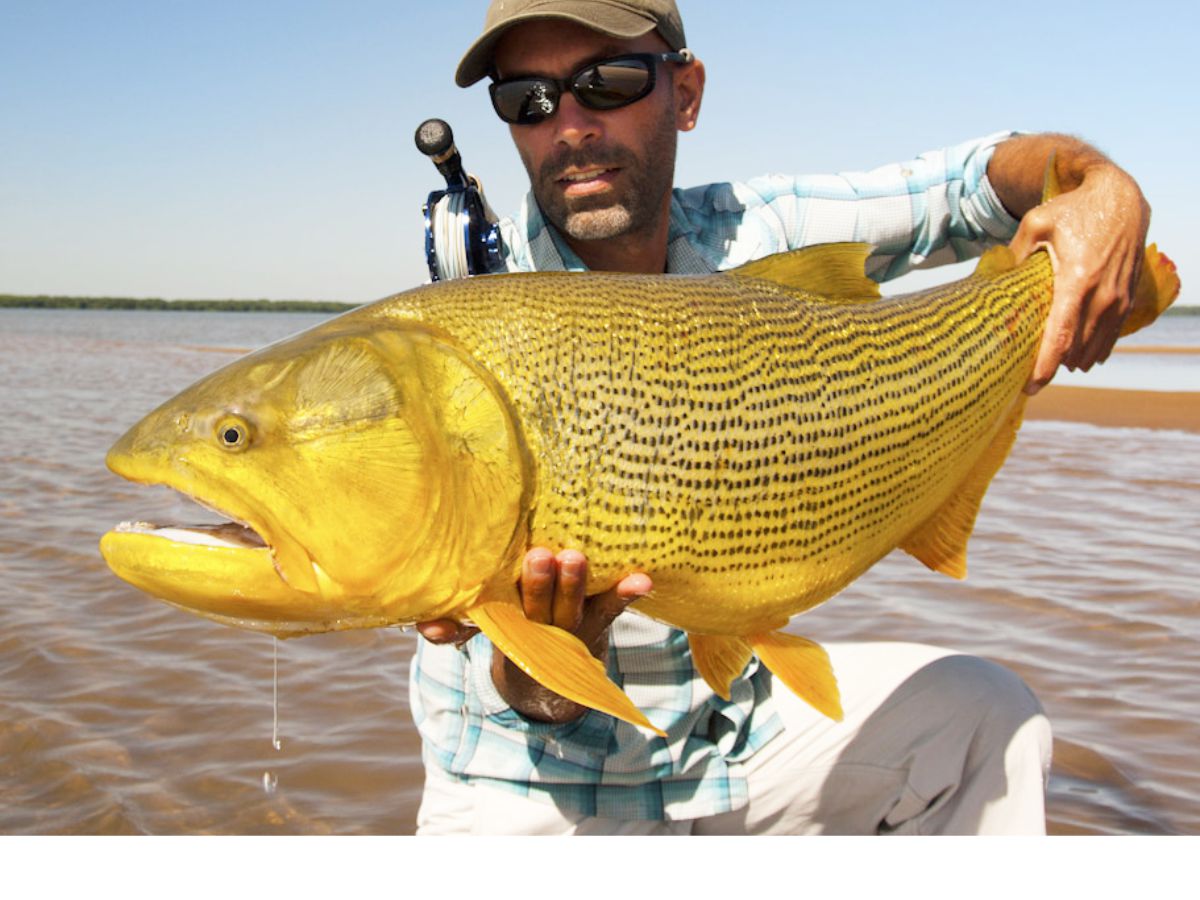 Dorado Fishing Argentina