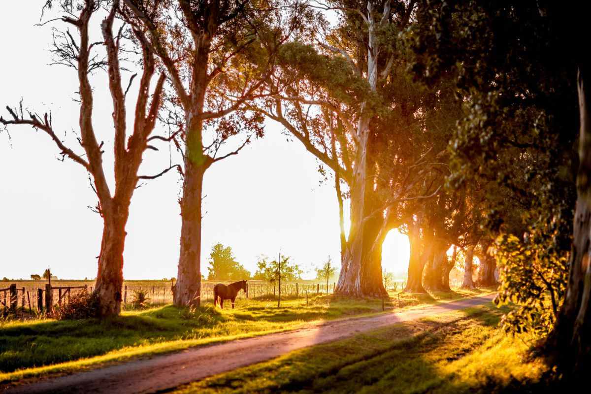 Estancia La Criolla Santa Fe Argentina